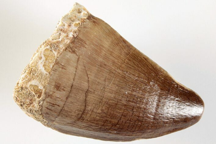 1.6" Fossil Mosasaur (Prognathodon) Tooth - Morocco